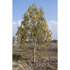 peuplier blanc semi adulte