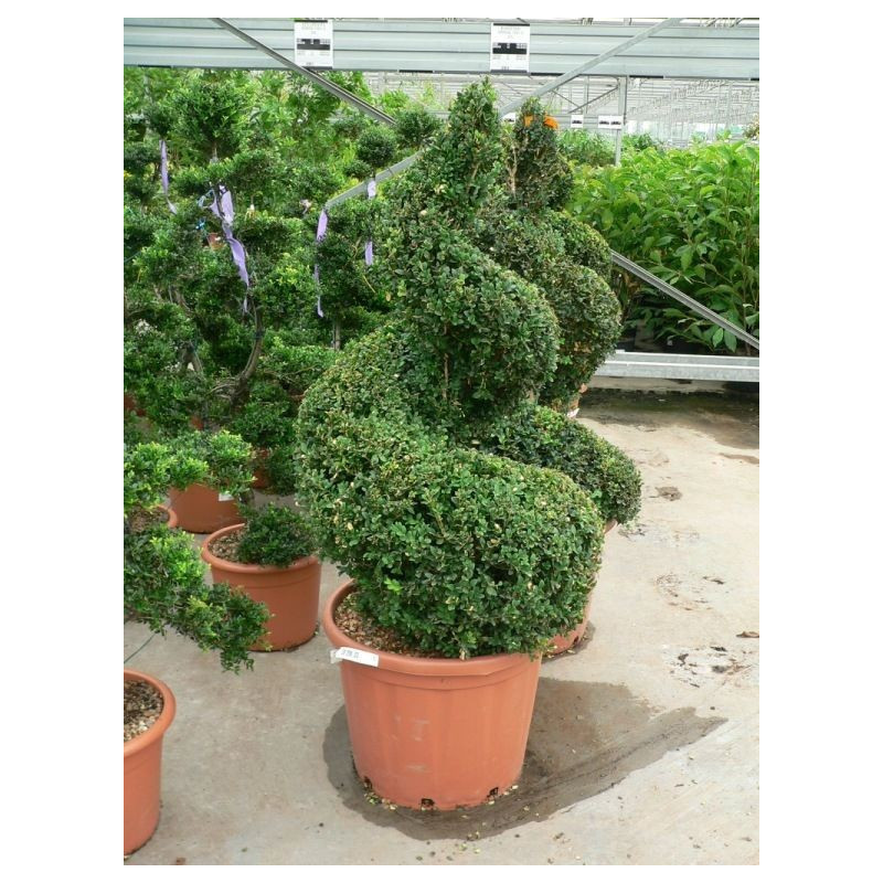 Buxus sempervirens spirale