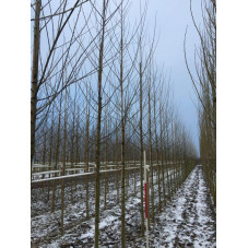 peuplier tremble en tige circ. 16/18 cm l'hiver