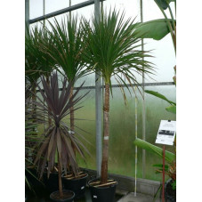 cordyline indivisa