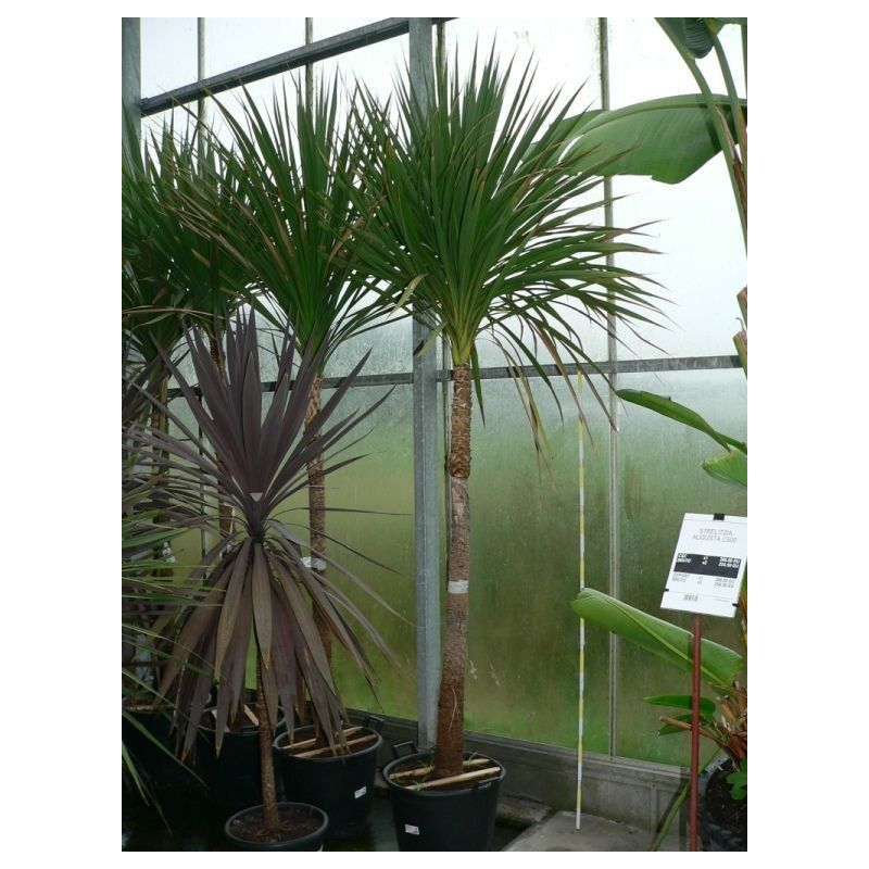 cordyline indivisa