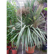 Cordyline tricolor