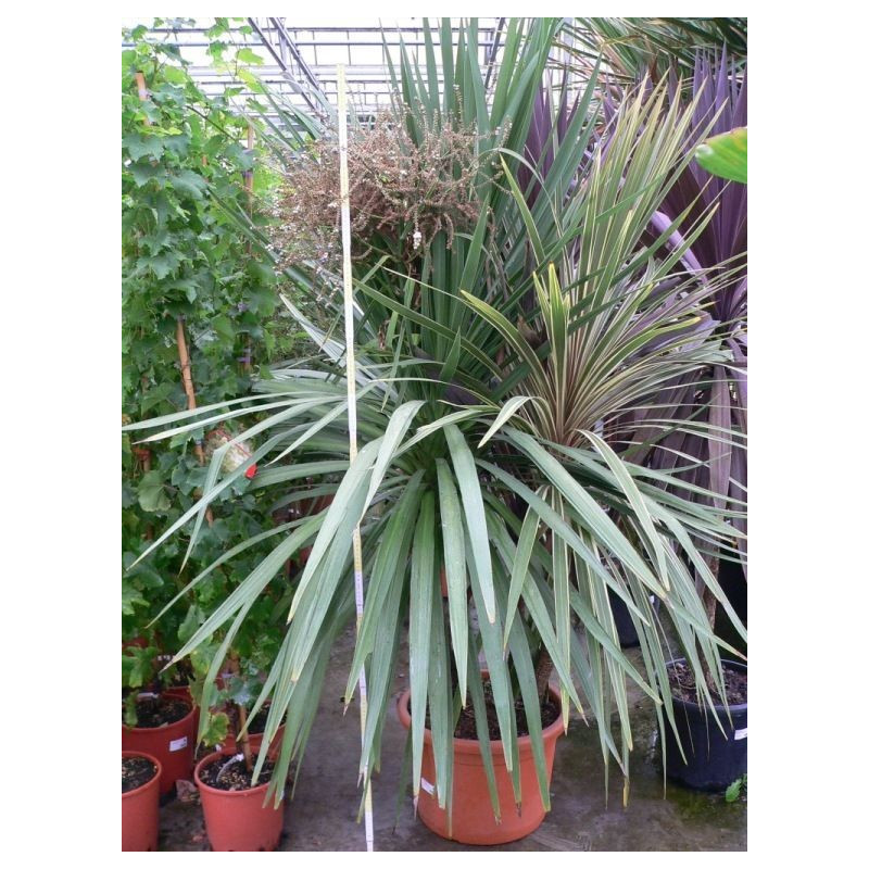 Cordyline tricolor