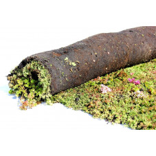 rouleau de sedum vivace précultivé en 2.50 m x 0.40 m