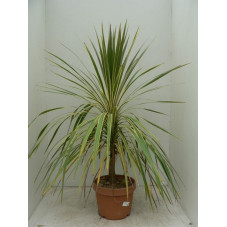 Cordyline australis "torbay dazzler "