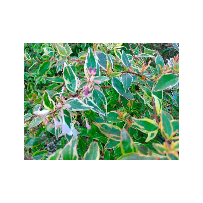 feuillage de l'abelia Hopley's semi persistant