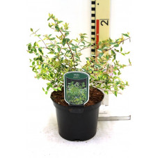 abelia Hopley's en pot de 2 litres 25/30 cm