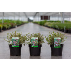 abelia sparkling silver en pot de 3.5 litres - 30/40 cm
