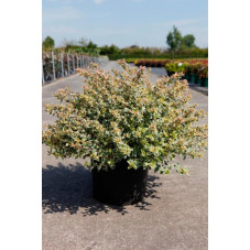 abelia xgrandiflora sparkling silver adulte