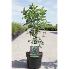 amélanchier Obelisk 40/60 cm pot de 4 litres
