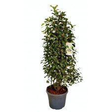 amélanchier Obelisk 100/120 cm pot de 12 litres