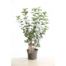 amélanchier canadensis Rainbow Pillar en taille 60/80 cm pot de 5 litres