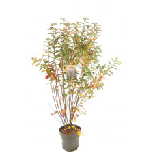 amélanchier canadensis Rainbow Pillar 100/125 cm en pot de 12 litres - feuillage d'automne