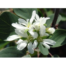 fleurs de l'amélanchier - floraison printanière