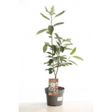 amélanchier Ballerina en 40/60 cm pot de 4 litres