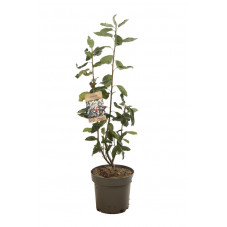 amélanchier ballerina 80/100 cm en pot de 12 litres