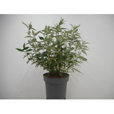 arbre à papillon black knight en pot de 12 litres - 80/100 cm