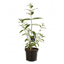 arbre à papillon black knight en pot de 4 litres 40/60 cm