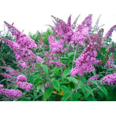 fleurs du buddleja pink delight - floraison de juillet à septembre