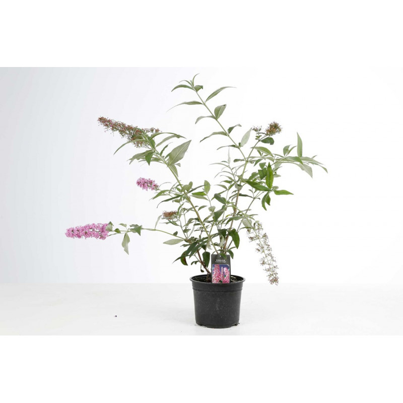 arbre à papillon Pink Delight en pot de 4 litres 40/60 cm arbre à papillon Pink Delight en pot de 4 litres 40/60 cm