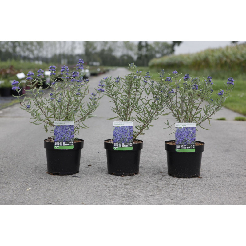 caryopteris first choice en pot de 3 litres 30/40 cm caryopteris first choice en pot de 3 litres 30/40 cm