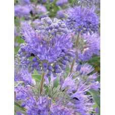 fleurs du caryopteris first choice - floraison l'été de juin à septembre.