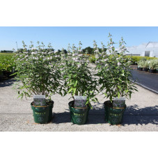caryopteris pink perfection à fleurs roses 30/40 cm en pot de 3.5 l