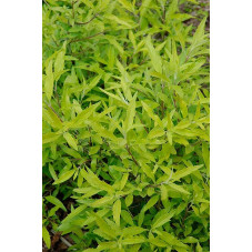 feuillage jaune du caryopteris worcester gold