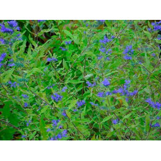fleurs tout l'été du caryopteris worcester gold