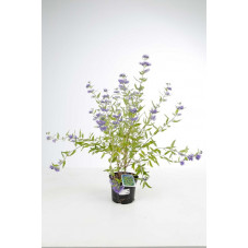 caryopteris worcester gold en pot de 3 litres - 30/40 cm