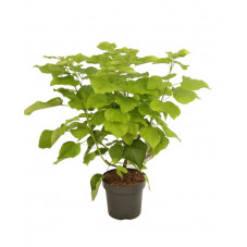 catalpa doré en 100/125 cm pot de 12 litres