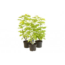 catalpa doré 60/80 cm en pot de 10 litres