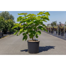 catalpa doré 80/100 cm en pot de 12 litres