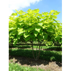 catalpa doré en cépée 200/220 cm en motte grillagée