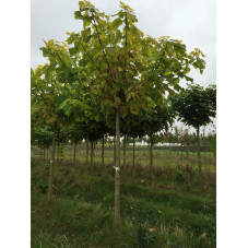 catalpa doré en tige