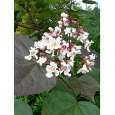 fleurs du catalpa pourpre en juin juillet et aout.
