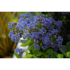 ceantothus Puget blue fleurs bleues en mars avril