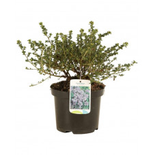 ceanothus puget blue à fleurs bleue - en pot de 2/3 litres