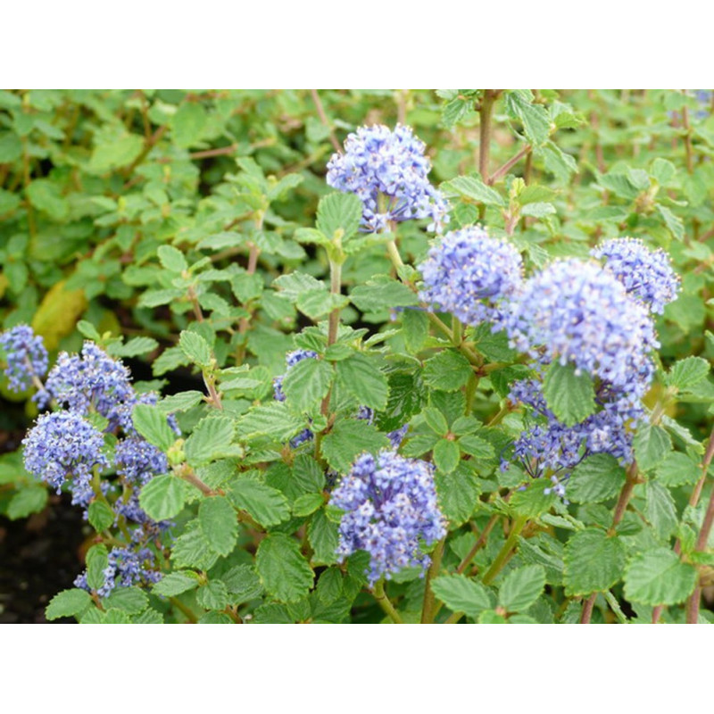 fleurs du ceanothe burkwoodi - floraison bleu clair de juin à septembre fleurs du ceanothe burkwoodi - floraison bleu clair de juin à septembre