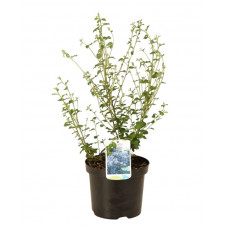 ceanothe burkwoodi en pot de 3 litres