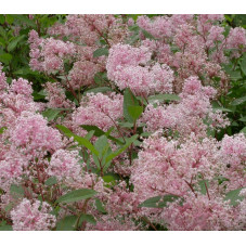 fleurs roses du céanothe Marie Simon en été