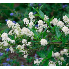 fleurs blanches du céanothe Millerton point en juin juillet