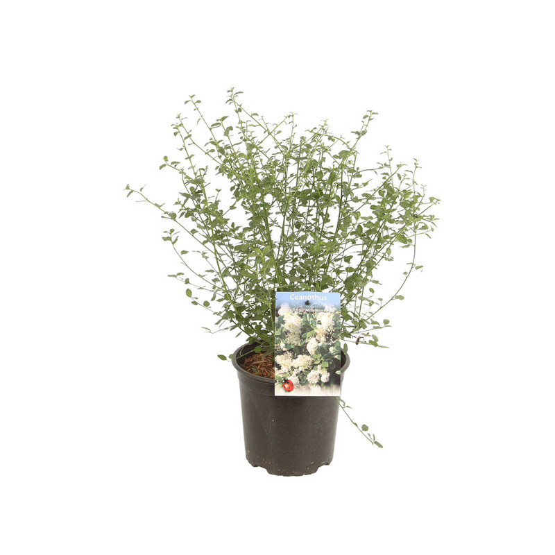 céanothe millerton point à fleurs blanches en pot de 3 litres céanothe millerton point à fleurs blanches en pot de 3 litres