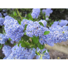 fleurs de céanothe Victoria au printemps