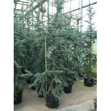 Cedrus atlantica glauca