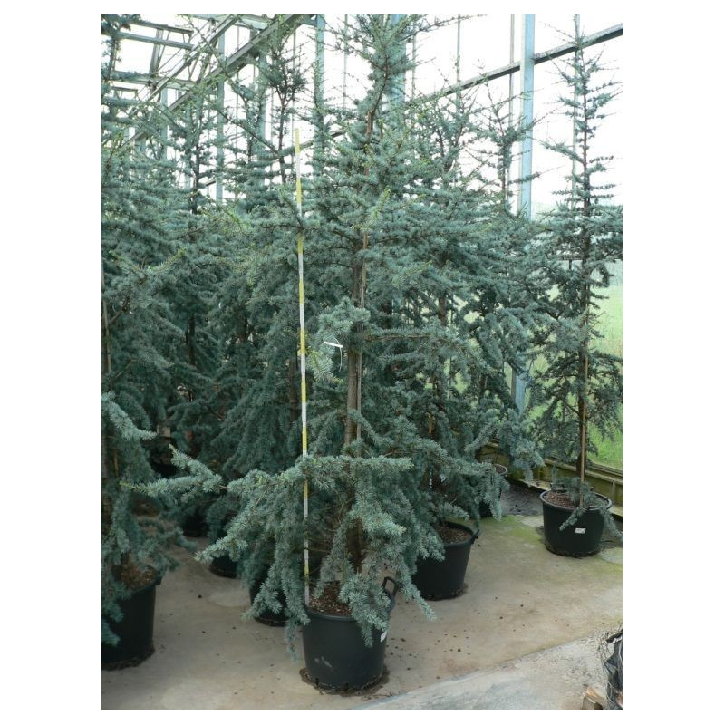 Cedrus atlantica glauca