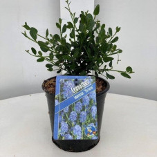 céanothe Victoria en pot de 2 litres 30/35 cm