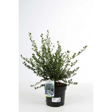 céanothe Victoria en pot de 3 litres 50 cm