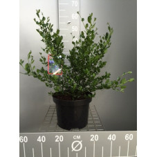 céanothe Victoria en pot de 7.5 litres - 60 cm
