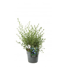 céanothe Victoria en pot de 10 litres - 70 cm